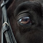 animal, horse, equine, mammal, species, fauna, nature, eye, close up
