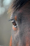 animal, horse, mammal, species, eye, close up, eyelashes, head, horse head, brown, mane, nature, horse eye, house horse, pallor, paddock, animals on the farm, stud, agriculture, ungulates, fauna