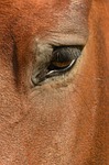 horse, eye, horse eye, nature, eye socket, eyelash, eyelashes, animal, mammal, brown