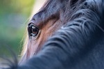 horse, eye, mane, nature, close up, horse eye, horse details, mammal, animal, equine
