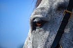 horse, gray, eye, gray horse, horse eye, nature, equine, stallion, animal, mammal, portrait, horse portrait, horse details, close up