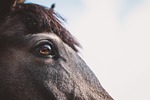 horse, eye, horse head, animal, detail, pony, nature, fur, mane, mammal