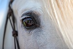 horse, head, eye, animal, white horse, nature, equine, closeup