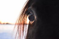 A detailed close-up of a horse's eye reflecting the serene outdoor environment.