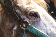 Detailed close-up of a horse with a harness, capturing the fur and eye in soft natural lighting.